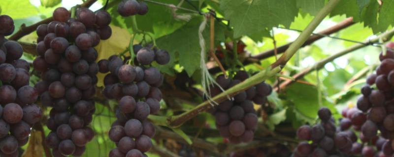 如何在家种植葡萄，首先应根据种植环境选好品种