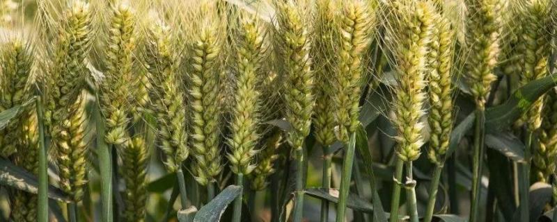 西农256小麦品种简介，中抗赤霉病
