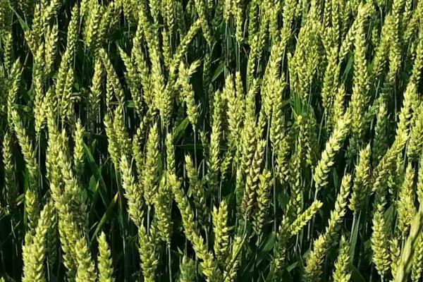 西农256小麦品种简介，中抗赤霉病