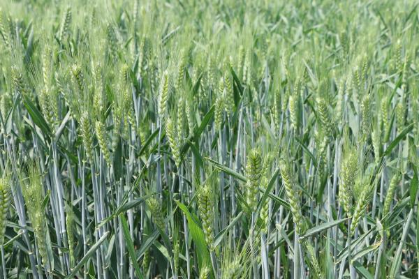 汉麦8号小麦种子介绍，生育期平均205.6天
