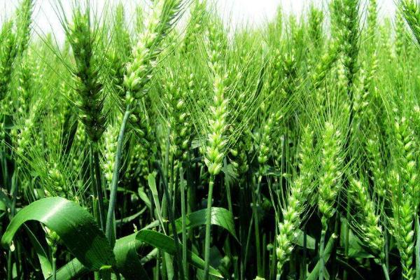西农328小麦种子特征特性，注意防治病虫害