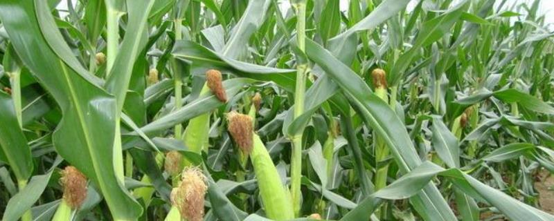 锦润919玉米品种简介，种肥应每亩施磷酸二铵10千克