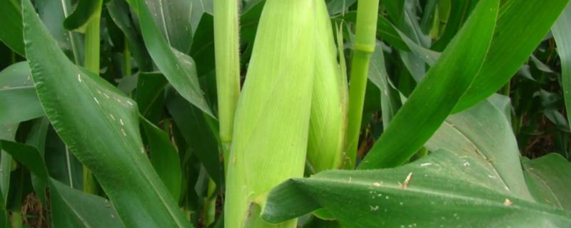 金糯005玉米种子特点，在适宜区4月中下旬播种