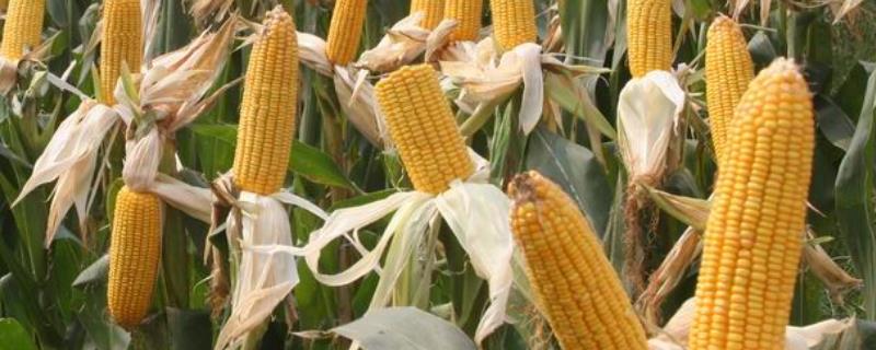 卡甜520玉米种子介绍，种植密度每亩3800株