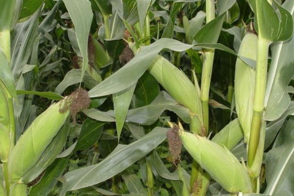 庆科糯660玉米种子特征特性，种植密度每亩3800株左右