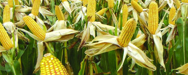 中农大205玉米种子介绍，4月末播种