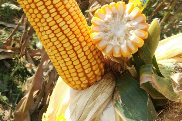 金辉658玉米种子特征特性，4月中上旬播种