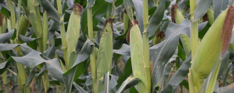 陇丰11玉米品种的特性，注意防治玉米叶螨