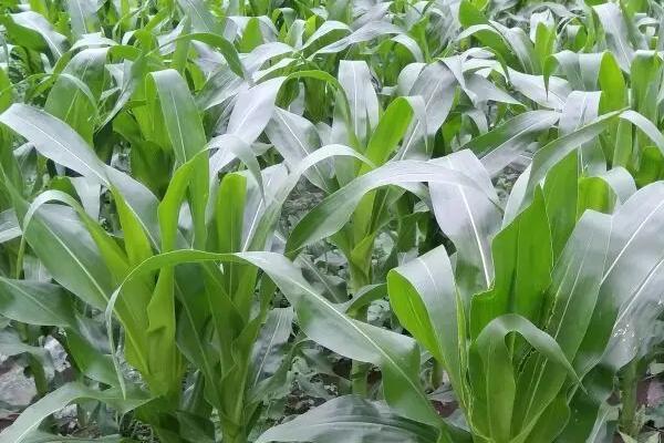 乾泰618玉米品种简介，有效防治地下害虫