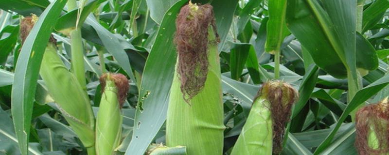 德玉123玉米品种的特性，4月中上旬播种
