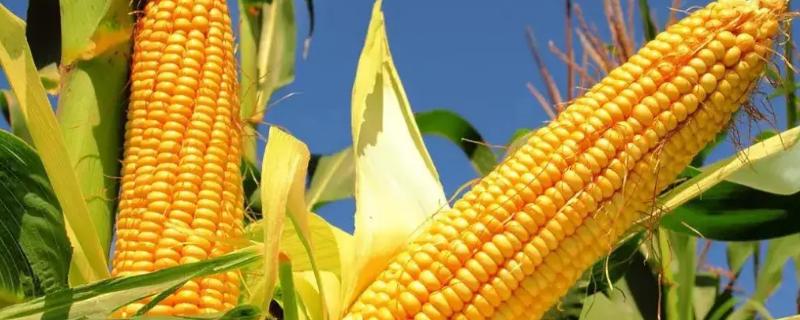 丰源985玉米种简介，基肥应每亩施30千克