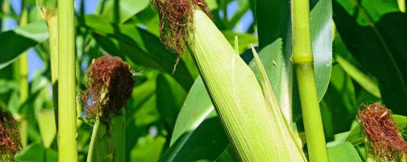 乾泰618玉米品种简介，有效防治地下害虫