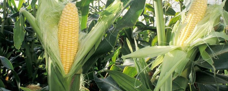 德源116玉米种简介，种植密度每亩4500株