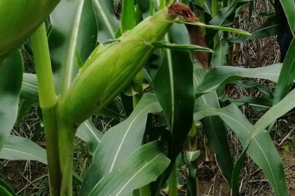 宗玉9号玉米种子特征特性，4月中上旬播种