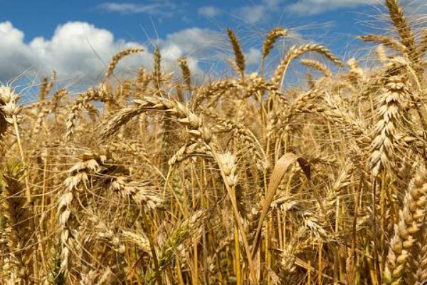 甘育8号小麦品种简介，每亩适宜基本苗40～45万