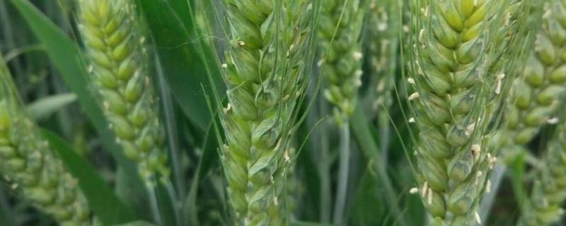 甘育8号小麦品种简介，每亩适宜基本苗40～45万