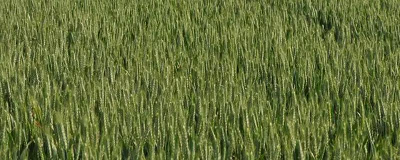 宁丰1号小麦种子特点，适宜播种期3月中下旬