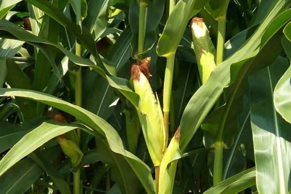 红禾922玉米种子特征特性，苗期防治地老虎等地下害虫