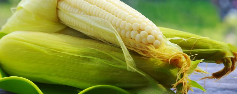 禾平506玉米品种的特性，土壤肥力中等以上