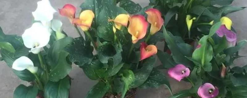 彩色马蹄莲种植方法，对水分要求比较挑剔