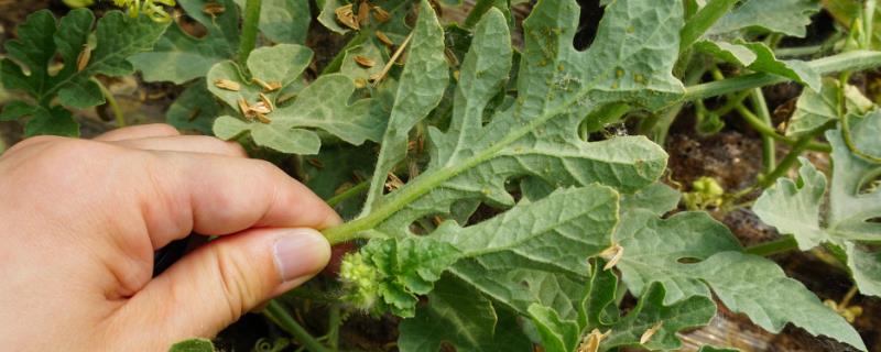 西瓜蚜虫的危害症状，群集在瓜的嫩叶背面和嫩茎上吸食汁液