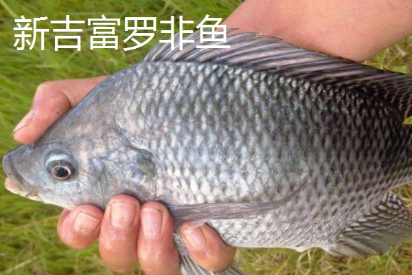 罗非鱼的品种，品种多为杂交培育而来的