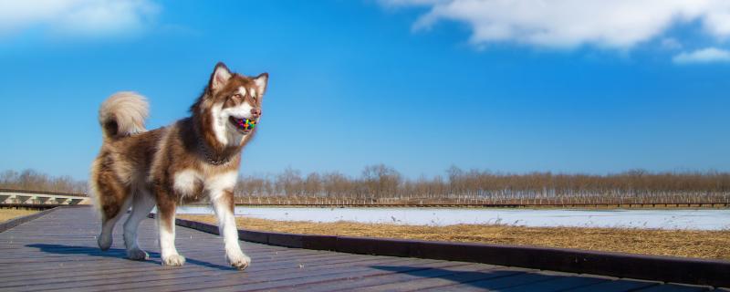 阿拉斯加犬要多长时间才能变脸，达到4月龄之后会开始变脸