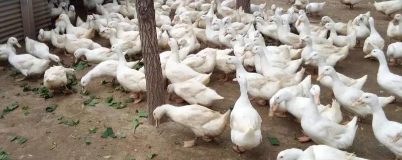 种鸭的养殖管理，关键就是控制好公母的比例