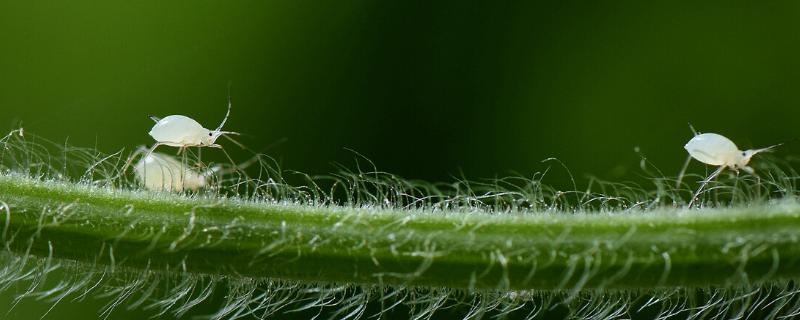 冬瓜瓜蚜危害症状，多群集在叶背、嫩茎和嫩梢刺吸汁液