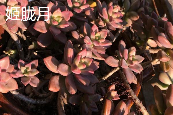 哪些多肉植物比较容易养，可选择姬胧月、虹之玉、冬美人等品种