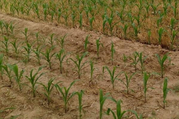 通科007玉米种子特点，北疆春播全生育期灌水7—9次