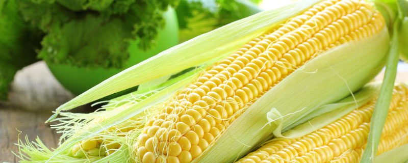 正泰101玉米品种的特性