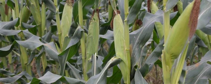 新丹125玉米种子简介，北疆春播全生育期灌水7—9次