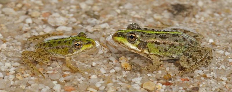 青蛙产卵的季节，在每年春季的4月中下旬