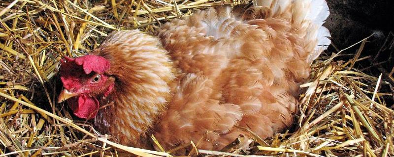 母鸡孵蛋一般放几个蛋，取决于母鸡的体型及窝的规格