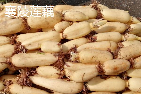 山西省襄汾县的特产，有中国最大的地黄药材营销基地