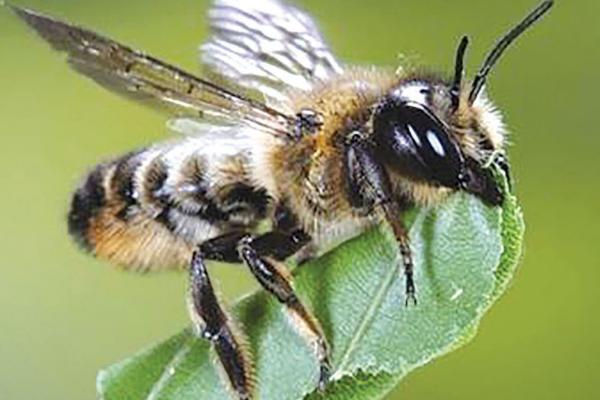 樵叶蜂有什么特点，体色多为黑色，独居