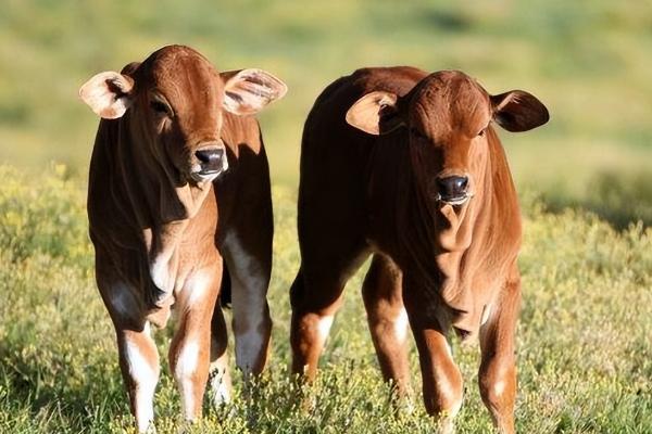 新生牛犊体温低怎么办，保温对其存活非常重要