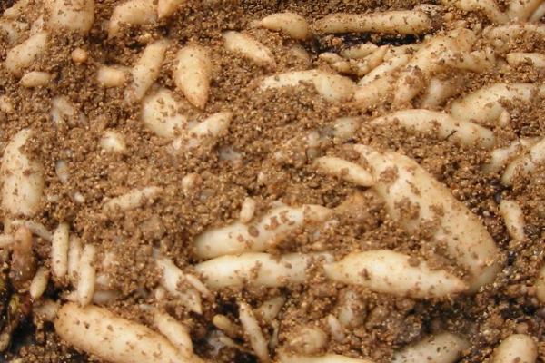 天麻的种植环境和条件，首先要培育出一定数量的优质蜜环菌材