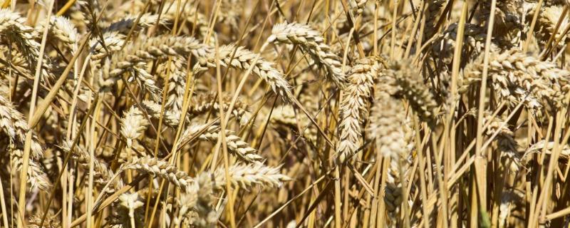 小麦什么季节成熟，冬小麦一般是6月下旬到7上旬成熟