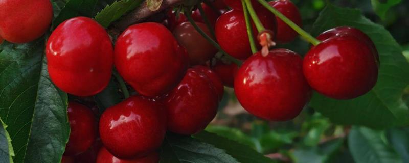 大樱桃常见品种，红灯、美早、早红宝石等品种较常见