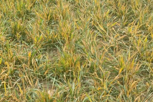 麦苗发黄的原因，种子问题和种植密度大等都会导致