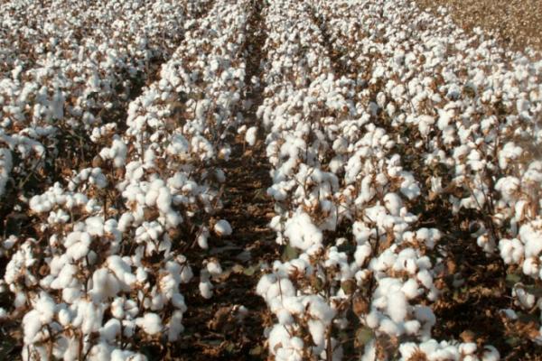 新疆种植棉花的优势，气候适宜棉花生长且种植面积大