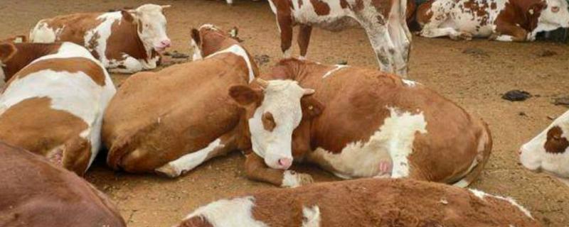 牛无法站立怎么治疗，可在饲料中添加矿物质和微量元素