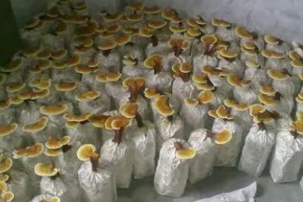 灵芝高产要点，接种前要做好灭菌处理