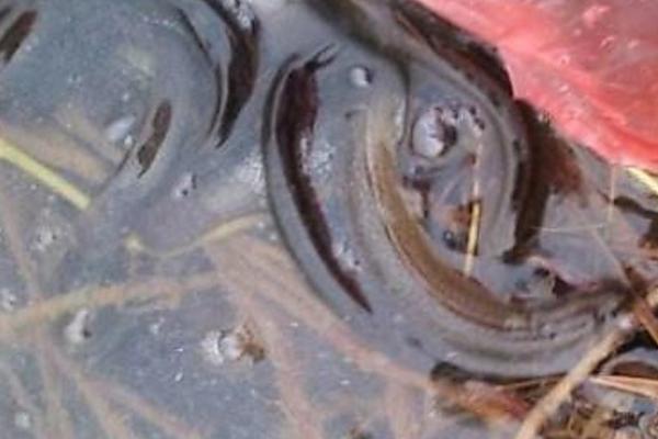 野生泥鳅几月份出洞，一般会在5月份外出交配