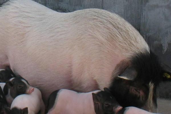 小香猪母猪几个月可以配种，三个月的时候就可以进行配种