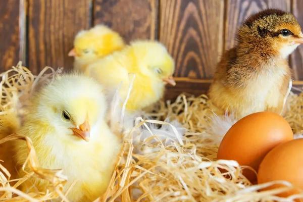 孵化小鸡需要多少天，通常为21天左右