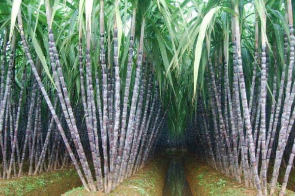大棚甘蔗的种植方法，发现缺苗断垅情况要及时补苗