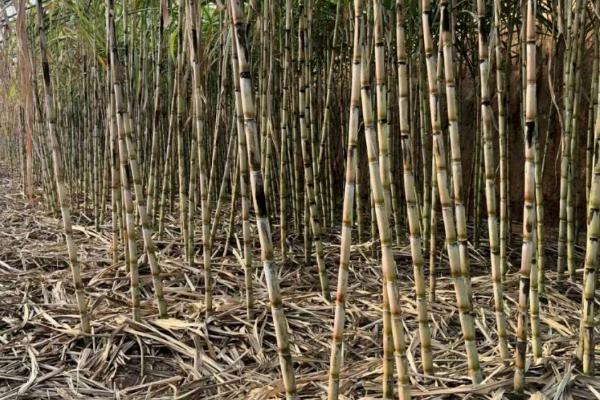 大棚甘蔗的种植方法，发现缺苗断垅情况要及时补苗